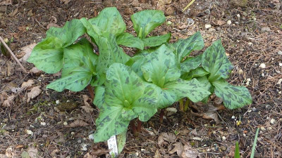 Trillium albidum 06.04.2018.jpg