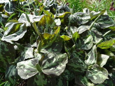 Trillium cuneatum  April 2018.JPG