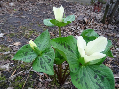 Trillium albidum April 2018.JPG