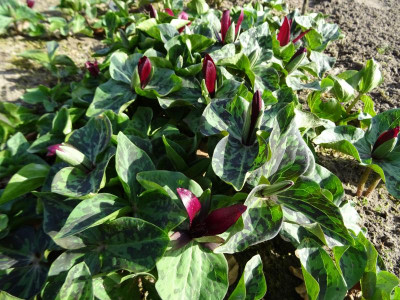 Trillium chloropetalum giganteum Sämlingen April 2018.JPG