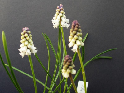 Muscari macbethianum 08.04.18.JPG