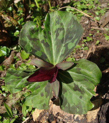 Trillium cuneatum1.jpg