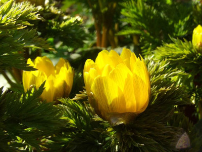 Adonis_amurensis_hort_07-02.jpg