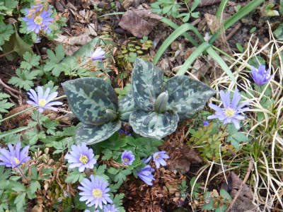 2018-04-10 Trillium cuneatum.jpg