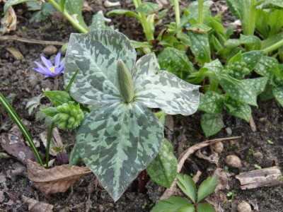 2018-04-10 Trillium luteum.jpg