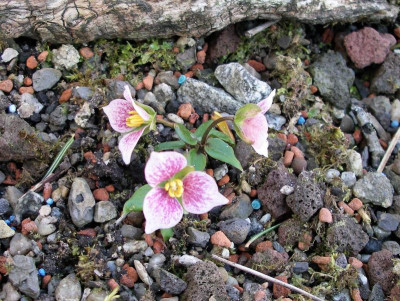 Trillium rivale 11.04.18.JPG