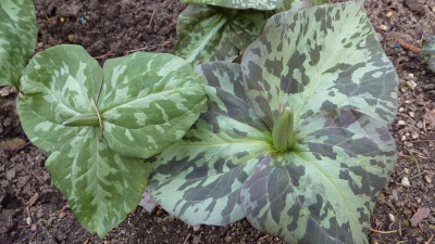 Trillium 1 11.04.2018.jpg