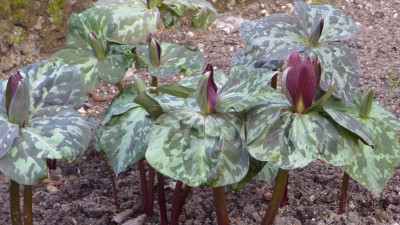 Trillium 2 11.04.2018.jpg