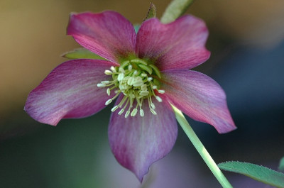 Helleborus_Schmiemann_3_11-03-2007.jpg