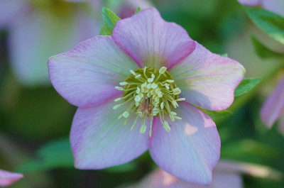 Helleborus_Schmiemann_4_11-03-2007.jpg