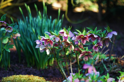 Helleborus_Schmiemann_2_11-03-2007.jpg