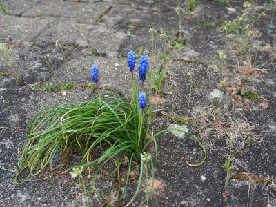 Muscari P4120023.JPG