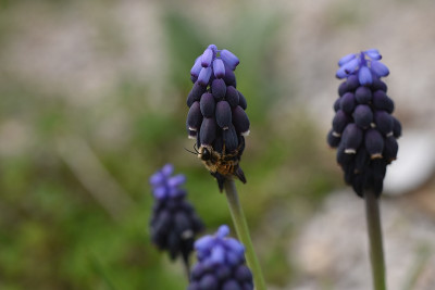 muscari_neglectum_01.jpg