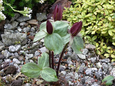 Trillium sessile 17.04.18.JPG