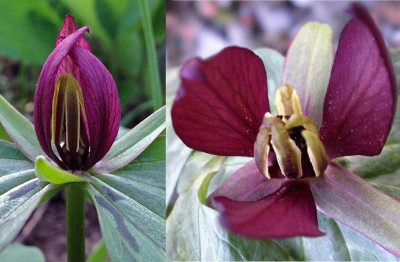 Trillium sessile_vergl.jpg