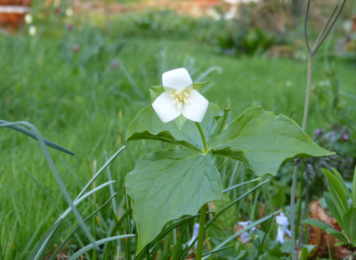 2018-04-20 Trillium flexipes.jpg