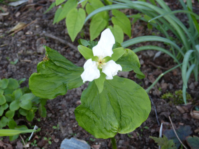 2018-04-20 Trillium camtschatcensis 'Nemuro'.jpg