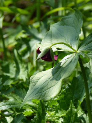 2018-04-21 Trillium erectum.jpg