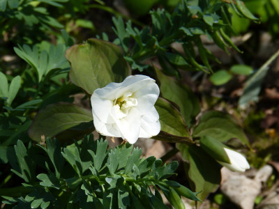 2018-04-21 Trillium grandiflorum 'Jenny Rhodes'.jpg