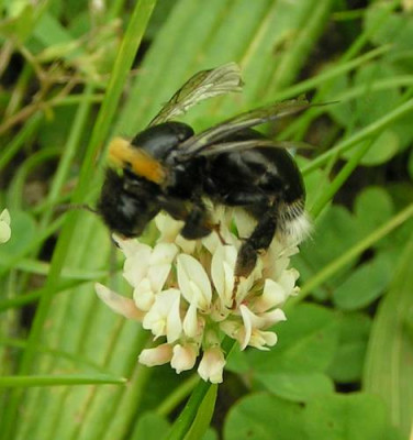 unbekannte_Hummel_01a.jpg