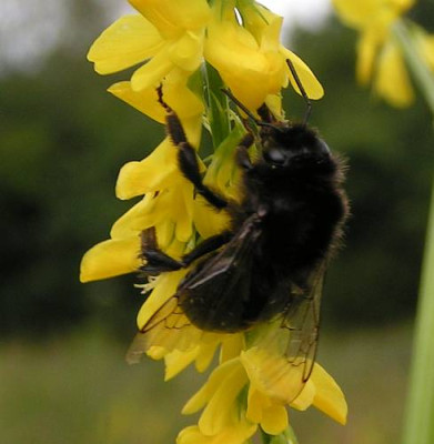 unbekannte_Hummel_04a.jpg