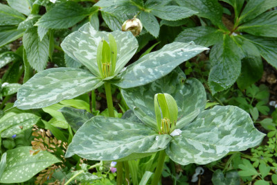 2018-04-24 Trillium cuneatum 1.jpg