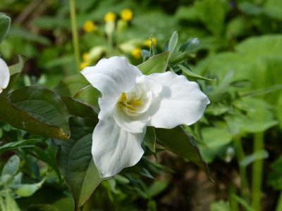 2018-04-24 Trillium grandiflorum 'Jenny Rhodes' 3.jpg