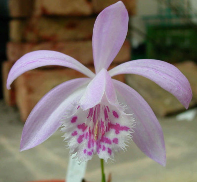 pleione_piton_ballerina.jpg