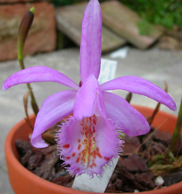 pleione_giacomo_leopardii.jpg