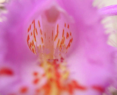 pleione_giacomo_leopardii_detail.jpg