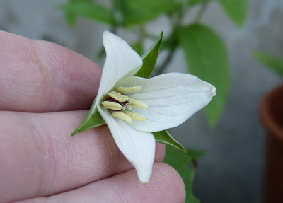 2018-04-25 Trillium sulcatum f. albolutescens.jpg