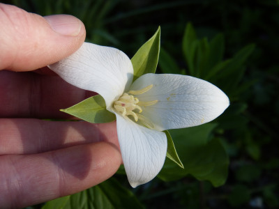 2018-04-25 Trillium flexipes.jpg