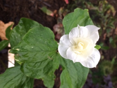 Trillium Flori.JPG