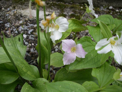 Trillium grandiflorum 26.04.18.JPG