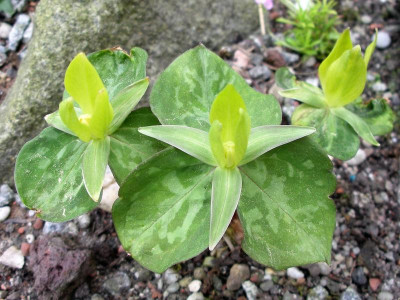 Trillium luteum 29.04.18.JPG