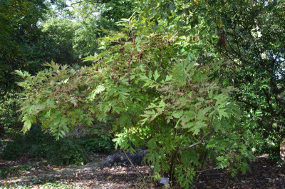 Wisley.17-30.Paeonia_ludlowii.jpg