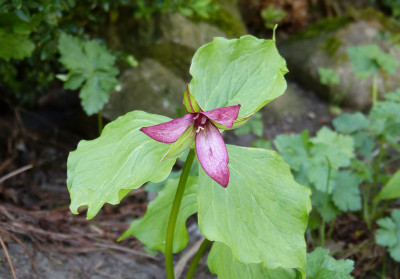 2018-05-01 Trillium erectum.jpg