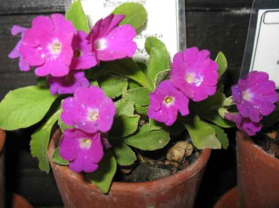 23.3.07._Primula_allionii_x_hirsuta_Mrs._Peggy_Wilson_002.JPG