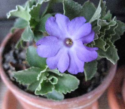 23.3.07._Primula_x_meridionalis__008.JPG