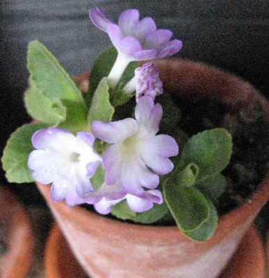 23.3.07._Primula_allionii_Wharfedale_Ling__006.JPG