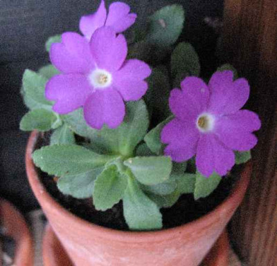 23.3.07._Primula_allionii_Selektion_Kammerlund_015.JPG