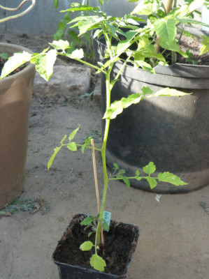 2018-05-04 Tomaten 'Gelbe Johannisbeere'.jpg