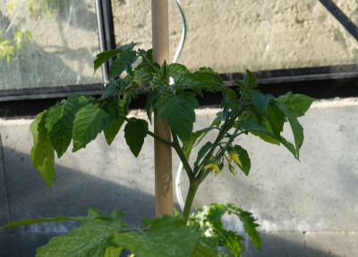 2018-05-04 Tomaten 'Gelbe Johannisbeere' 2.jpg