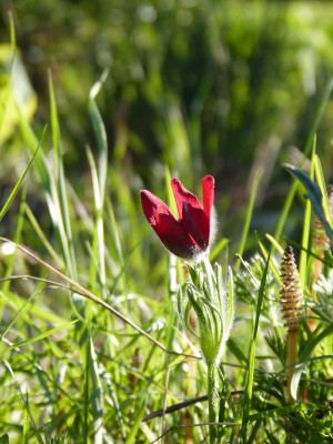 2018-05-05 Pulsatilla.jpg