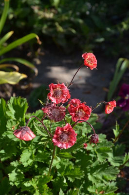 Geum-FlamesOfPassion.18-1.jpg