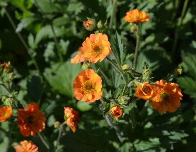 Geum-TotallyTangerine.18-2.jpg