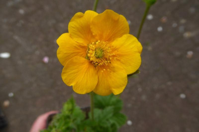 Geum-Diana.18-1.jpeg