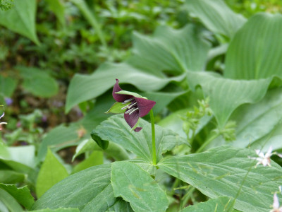 2018-05-09 Trillium sulcatum.jpg