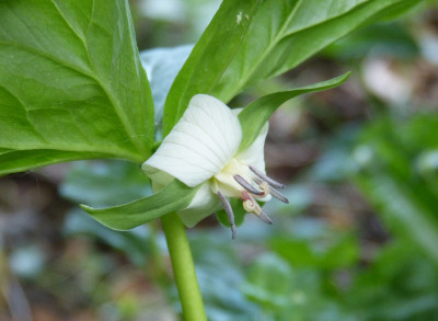 2018-05-09 Trillium rugelii.jpg