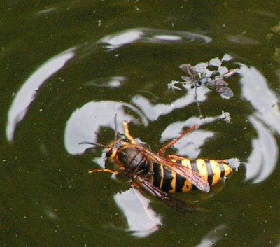 Dolichovespula_media_-_Mittlere_Wespe_01.jpg